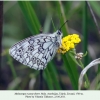 melanargia russiae eberti talysh male 6